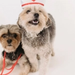 Обзор игрового слота Sweet Bonanza 1000 с анализом характеристик