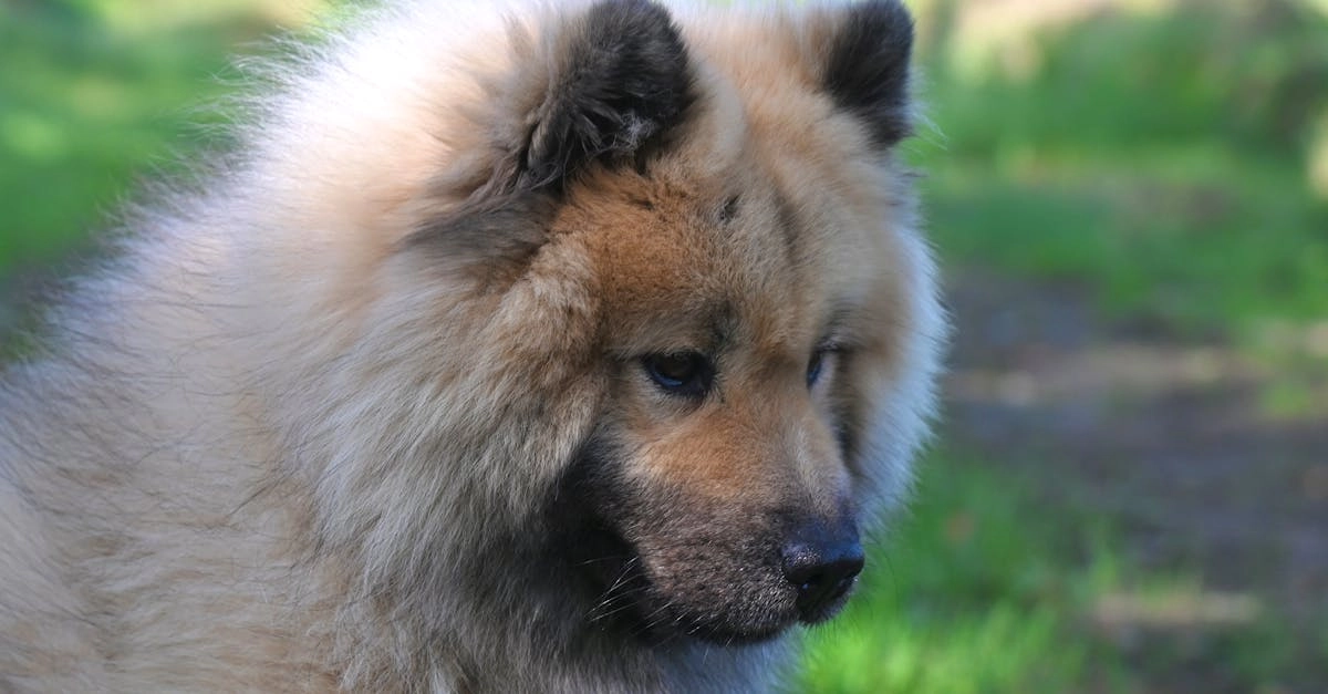 Программы лояльности казино без депозита - схема работы бонусов