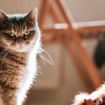 Обзор и анализ слота The Dog House для осознанного выбора игроков