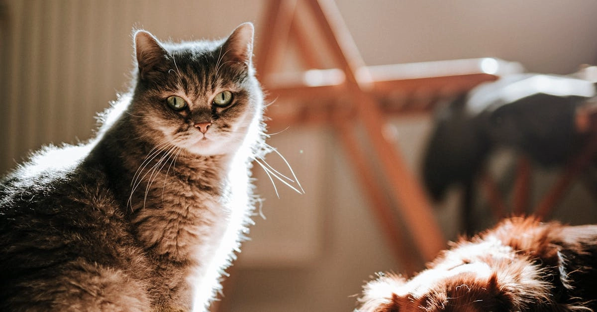 Обзор и анализ слота The Dog House для осознанного выбора игроков