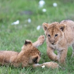 Wild West Gold слот игра обзор и анализ для потребителей